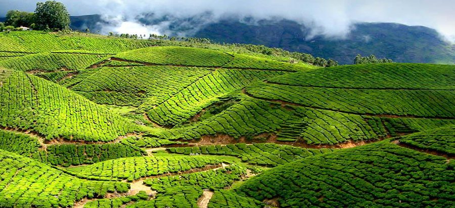 Tea_plantations_Munnar_Kerala_India2222